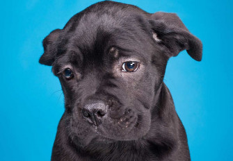 No Pet Store Puppies Day July National Today