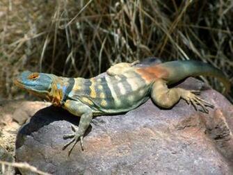 Beautiful Lizard Wallpaper HD All