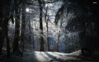 Sunny Day In The Snowy Forest Wallpaper Nature