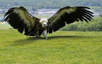 Vulture Wallpaper