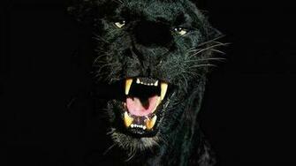 Black Cheetah Background Wallpaper In Hq