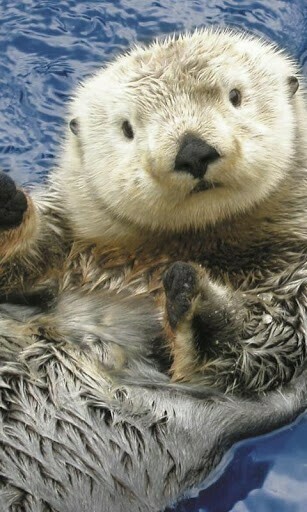 Sea Otters HD Live Wallpaper For Android Appszoom
