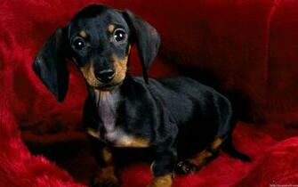 Image Hosting Beautiful Dogs HD Wallpaper Jpg