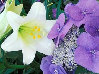 Desktop Wallpaper Flowers Background Hydrangea And Easter Lily