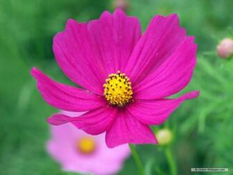 Flower Wallpaper Cosmos Index