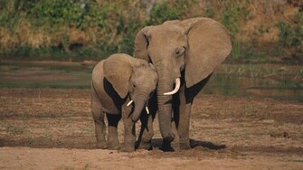 Elephants Are My Favorite Animals And Their Stories Never Cease To