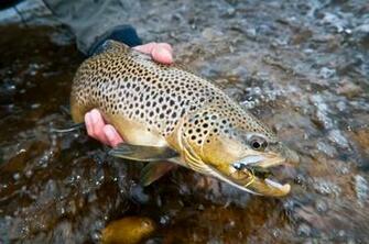 Pictures Of Trout Species Brown