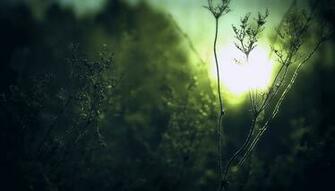 Green Wallpaper Wednesday