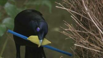 Bowerbird Wallpaper Animal Hq Pictures 4k