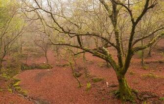 Wallpaper Spring Forest Fog Nature