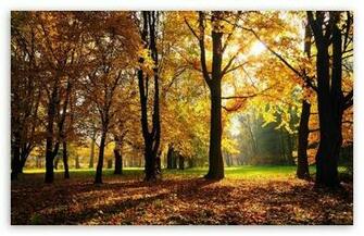Beautiful Fall Trees HD Desktop Wallpaper High Definition