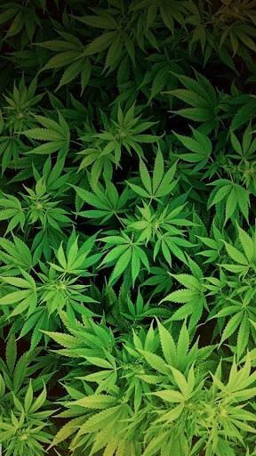 Stoner Background Weed Live Wallpaper App For