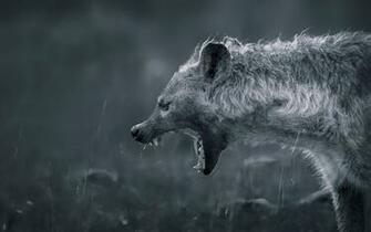 Hyena HD Wallpaper 7wallpaper Net