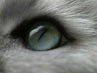 Warrior Cats Wallpaper Wide Eyed Ssofc