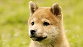 Shiba Inu Wallpaper