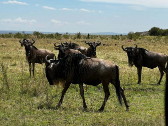 Wildebeest Herd Grassland Wallpaper