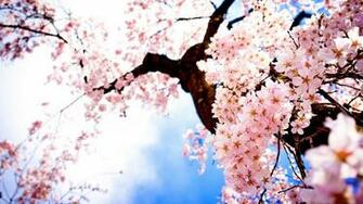HD Wallpaper Sakura Landscape Image