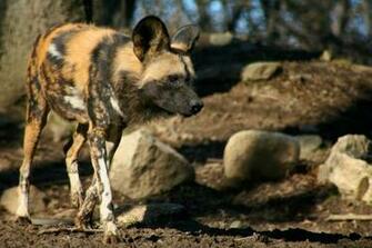 African Wild Dog Wallpaper Achtergronden