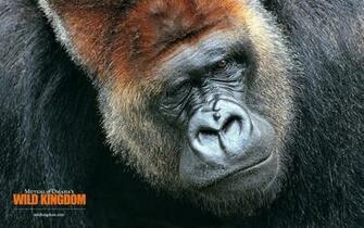 Gorilla Wallpaper Stock Photos
