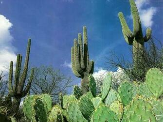 Cactus Wallpaper Beautiful For Desktop