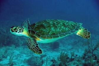 Baby Sea Turtles Wallpaper HD Turtle