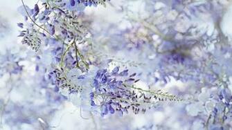 Wisteria Tree Wallpaper Image