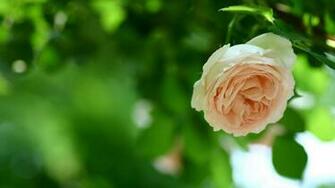 Related Pictures Modern Flower Desktop Wallpaper A Black