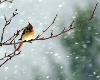Winter Cardinal Michigan Angry Birds Red Bird Wallpaper