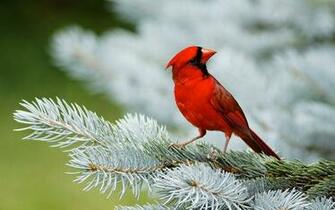 Bird Red Cardinal Wallpaper Nature