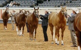 Hosted By The Horseman S Quarter Horse Association