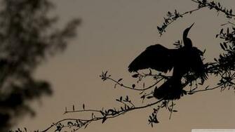 Bird On Branch Silhouette Wallpaper