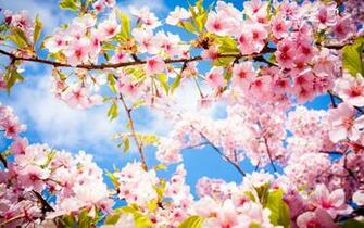 Funmozar Happy Spring Day Wallpaper