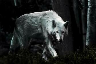 Most Beautiful White Wolf Wallpaper Full HD Pictures
