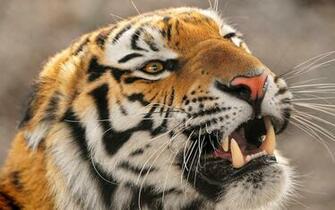 Angry Tiger Wallpaper Pictures Photos Image Chainimage