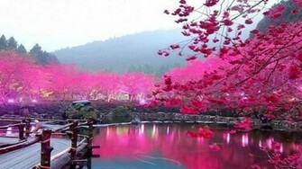 Wallpaper For Pink Cherry Blossom HD