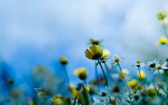 Yellow Color Flower Wallpaper