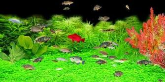 Species Of Sunfish Bluegill Green Largemouth Bass Black