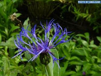 Wallpaper Flowers Blue Flower