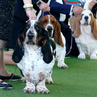 Westminster Dog Show Watch Cnn