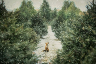 Snow Covered Christmas Tree Farm Digital Background Shoot For