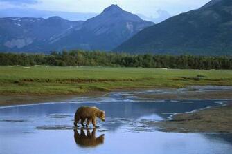Grizzly Bear Wallpaper