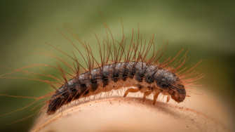 What Are The Small Bugs In My Carpet Wallpaper