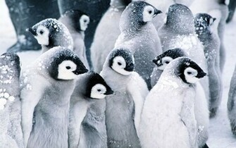 Colony Of Penguins In The Snow Wallpaper
