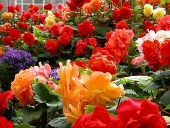Photography Photo Colorful Nature Of Flowers Wallpaper
