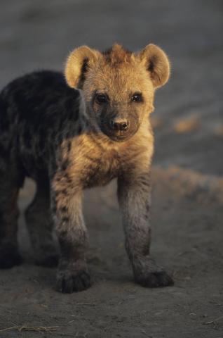 Cute Criders Ideas Animals Animal Pictures Funny