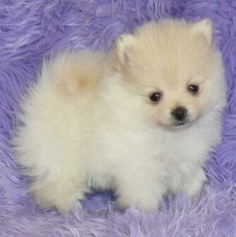 Cute Puppy Dogs Pomeranian Puppies