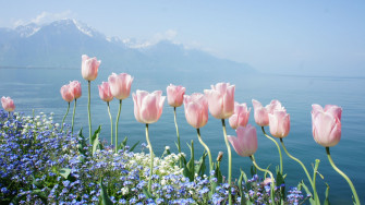 Wallpaperhome On X Spring Flowers Nature Wallpaper 5k 8k