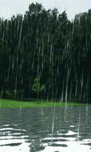 Bigger Forest Rain Live Wallpaper For Android Screenshot
