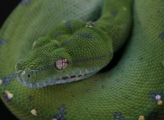 Anaconda Wallpaper