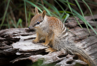 Numbat Wallpaper
